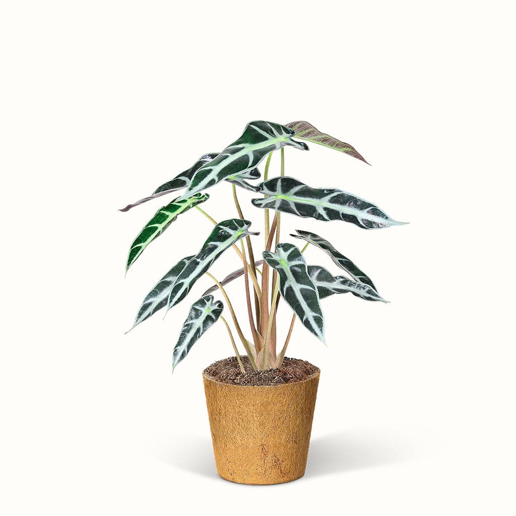 Alocasia Bambino Elefantøre Plante Mellem : : - Potteplanten.dk Baby  - 5708869733897
